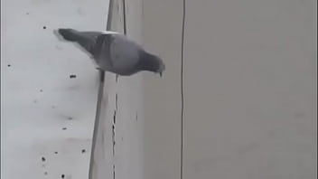 Rola Se Masturba Até A Morte Ao Vivo No Instagram